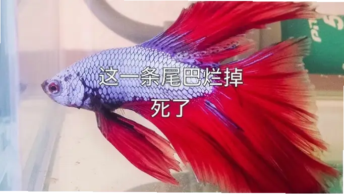 斗鱼·|斗鱼为什么总是不爱动?原因与解决方法